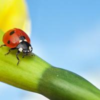 Seven Spot Ladybird on a Daffodil 